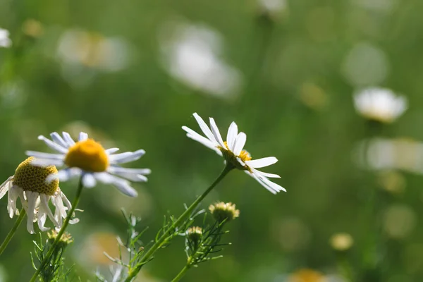 Chamomile Flowers Field Beautiful Natural Scene Blooming Medical Flowers Summer — Stock Photo, Image