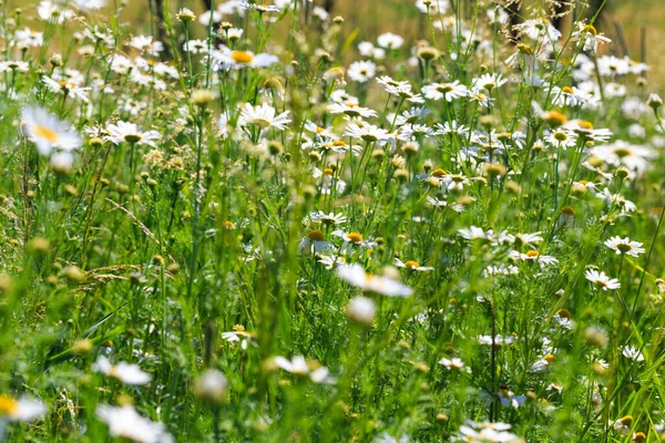 Pole Heřmánkových Květin Krásná Přírodní Scéna Rozkvetlými Lékařskými Květinami Letní — Stock fotografie