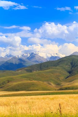 Yüksek dağların arka planına karşı bir ekmek tarlası. Tarım, tarım. Güzel dağ manzarası.