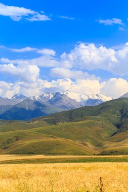 Yüksek dağların arka planına karşı bir ekmek tarlası. Tarım, tarım. Güzel dağ manzarası.