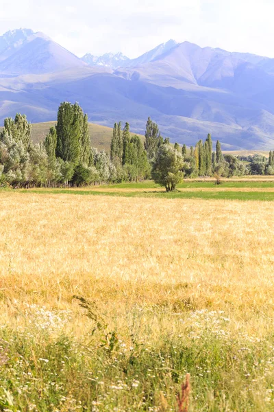 Pole Ušima Chleba Pozadí Vysokých Hor Zemědělství Zemědělství Krásná Horská — Stock fotografie