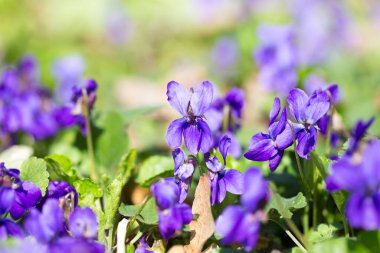 Bahar çiçekleri. Mor menekşeler bahar ormanlarında çiçek açar. Viola odorata.