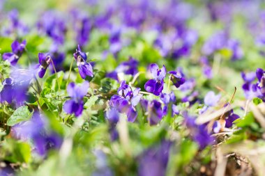 Bahar çiçekleri. Mor menekşeler bahar ormanlarında çiçek açar. Viola odorata.