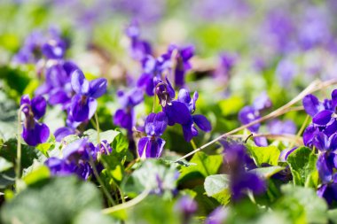 Bahar çiçekleri. Mor menekşeler bahar ormanlarında çiçek açar. Viola odorata.