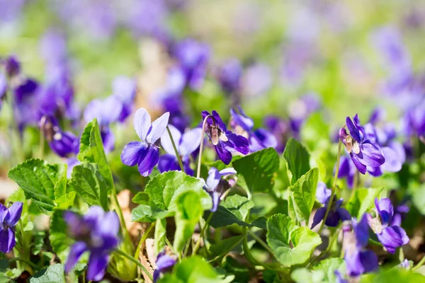 Spring flowers. Violet violets flowers bloom in the spring forest. Viola odorata.