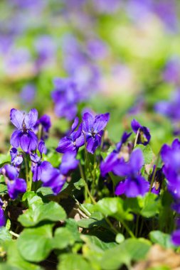 Bahar çiçekleri. Mor menekşeler bahar ormanlarında çiçek açar. Viola odorata.