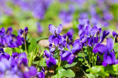 Bahar çiçekleri. Mor menekşeler bahar ormanlarında çiçek açar. Viola odorata.