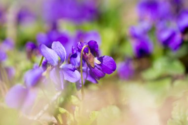 Bahar çiçekleri. Mor menekşeler bahar ormanlarında çiçek açar. Viola odorata.