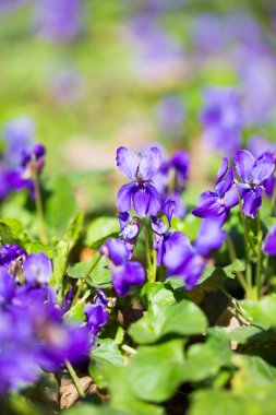 Bahar çiçekleri. Mor menekşeler bahar ormanlarında çiçek açar. Viola odorata.