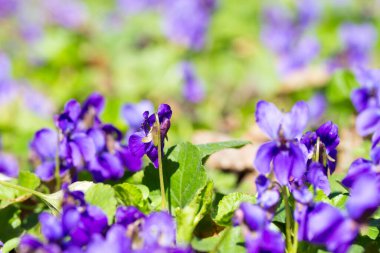 Bahar çiçekleri. Mor menekşeler bahar ormanlarında çiçek açar. Viola odorata.