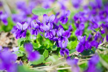 Bahar çiçekleri. Mor menekşeler bahar ormanlarında çiçek açar. Viola odorata.