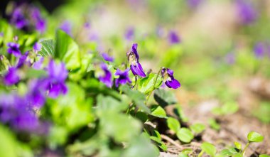 Bahar çiçekleri. Mor menekşeler bahar ormanlarında çiçek açar. Viola odorata.