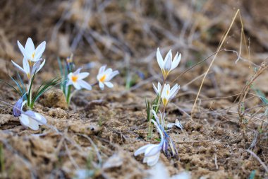 İlk bahar çiçekleri vahşi doğadaki timsahlardır. Doğanın arka planında beyaz çiçekler. Bahar çiçekleri bahar arkaplanı. Doğal arkaplan.
