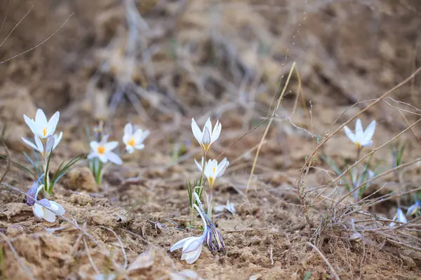 Las Primeras Flores Primavera Son Azafranes Naturaleza Flores Blancas Fondo —  Fotos de Stock