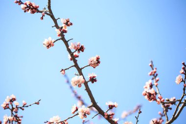 Doğanın arka planında çiçek ağacı var. Bahar çiçekleri bahar arkaplanı. Bulanık konsept... kayısı çiçekleri