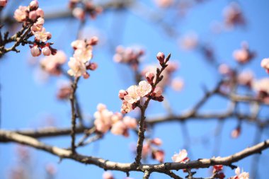 Doğanın arka planında çiçek ağacı var. Bahar çiçekleri bahar arkaplanı. Bulanık konsept... kayısı çiçekleri