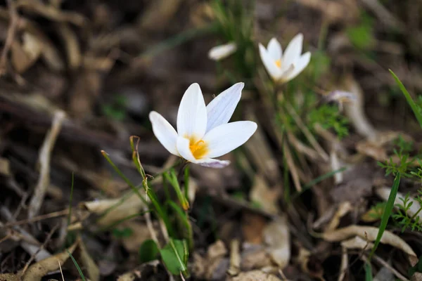 Pierwsze Wiosenne Kwiaty Krokusy Wolności Białe Kwiaty Tle Natury Wiosenne — Zdjęcie stockowe