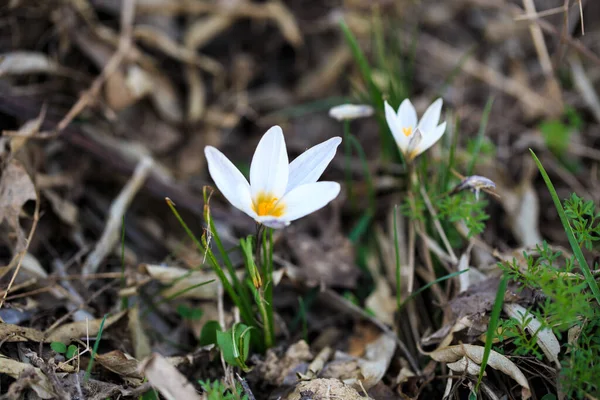 Las Primeras Flores Primavera Son Azafranes Naturaleza Flores Blancas Fondo —  Fotos de Stock