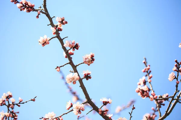 Doğanın Arka Planında Çiçek Ağacı Var Bahar Çiçekleri Bahar Arkaplanı — Stok fotoğraf