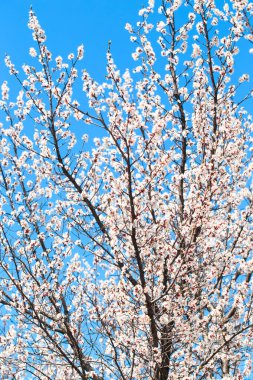 Doğanın arka planında çiçek ağacı var. Bahar çiçekleri bahar arkaplanı. Bulanık konsept... kayısı çiçekleri