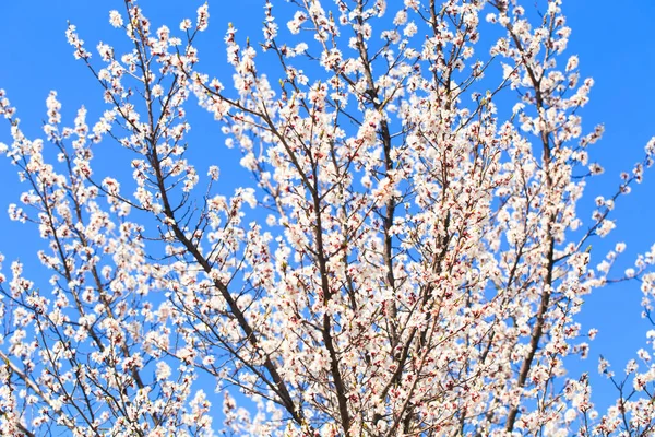 stock image Blossom tree over nature background. spring flowers. spring background. Blurred concept.. Apricot flowers