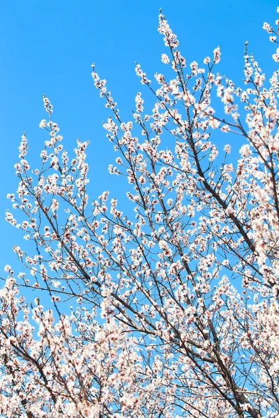 stock image Blossom tree over nature background. spring flowers. spring background. Blurred concept.. Apricot flowers