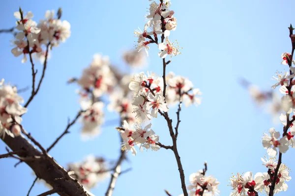 stock image Blossom tree over nature background. spring flowers. spring background. Blurred concept.. Apricot flowers