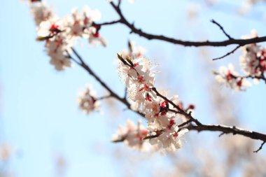 Doğanın arka planında çiçek ağacı var. Bahar çiçekleri bahar arkaplanı. Bulanık konsept... kayısı çiçekleri