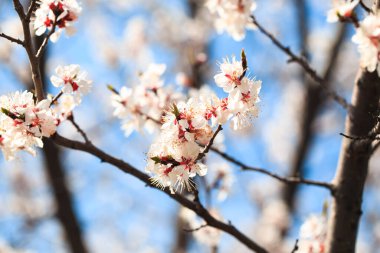 Doğanın arka planında çiçek ağacı var. Bahar çiçekleri bahar arkaplanı. Bulanık konsept... kayısı çiçekleri