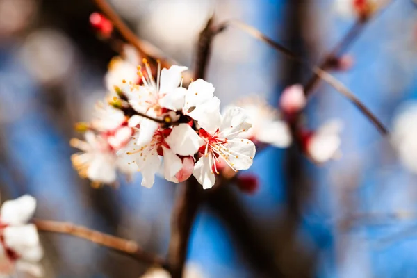 Doğanın Arka Planında Çiçek Ağacı Var Bahar Çiçekleri Bahar Arkaplanı — Stok fotoğraf
