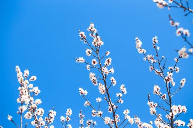 Doğanın arka planında çiçek ağacı var. Bahar çiçekleri bahar arkaplanı. Bulanık konsept... kayısı çiçekleri