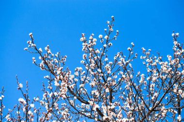 Doğanın arka planında çiçek ağacı var. Bahar çiçekleri bahar arkaplanı. Bulanık konsept... kayısı çiçekleri