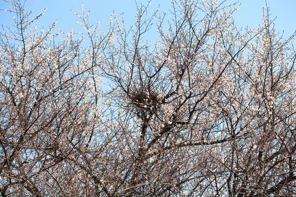 Blühender Baum Mit Vogelnest Frühlingsblumen Frühling Hintergrund Verschwommenes Konzept Natürlicher — Stockfoto