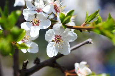 Doğanın arka planında çiçek ağacı var. Bahar çiçekleri bahar arkaplanı. Bulanık konsept... kayısı çiçekleri
