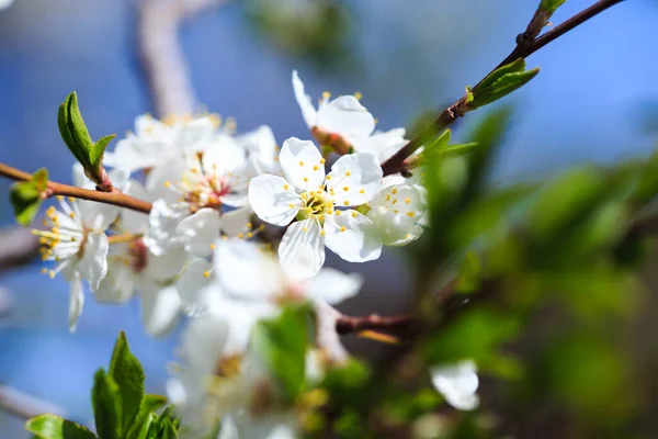 stock image Blossom tree over nature background. spring flowers. spring background. Blurred concept.. Apricot flowers