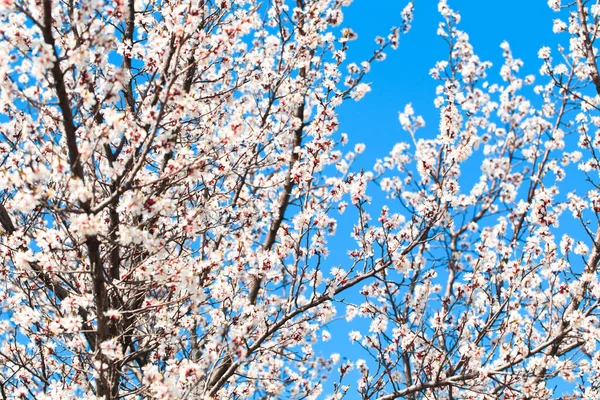 stock image Blossom tree over nature background. spring flowers. spring background. Blurred concept.. Apricot flowers