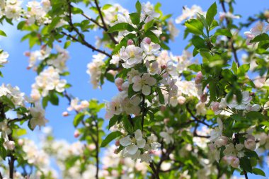 Bahar bahçesinde çiçek açan elma ağacı. Doğal çiçekli arka plan. Ağaçtaki beyaz çiçeklere yaklaş