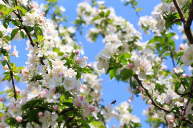 Bahar bahçesinde çiçek açan elma ağacı. Doğal çiçekli arka plan. Ağaçtaki beyaz çiçeklere yaklaş