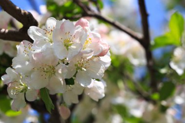 Bahar bahçesinde çiçek açan elma ağacı. Doğal çiçekli arka plan. Ağaçtaki beyaz çiçeklere yaklaş