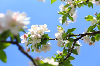 Bahar bahçesinde çiçek açan elma ağacı. Doğal çiçekli arka plan. Ağaçtaki beyaz çiçeklere yaklaş