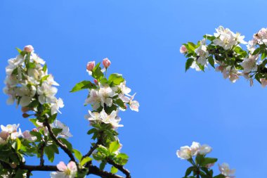Bahar bahçesinde çiçek açan elma ağacı. Doğal çiçekli arka plan. Ağaçtaki beyaz çiçeklere yaklaş