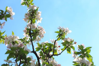 Bahar bahçesinde çiçek açan elma ağacı. Doğal çiçekli arka plan. Ağaçtaki beyaz çiçeklere yaklaş