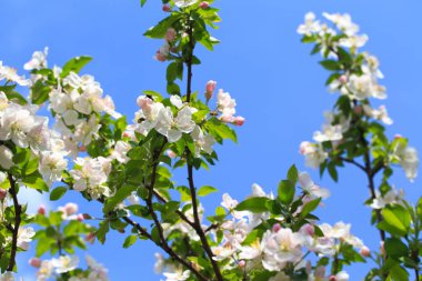 Bahar bahçesinde çiçek açan elma ağacı. Doğal çiçekli arka plan. Ağaçtaki beyaz çiçeklere yaklaş
