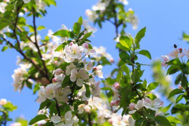 Bahar bahçesinde çiçek açan elma ağacı. Doğal çiçekli arka plan. Ağaçtaki beyaz çiçeklere yaklaş