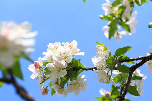 stock image Blooming apple tree in the spring garden. Natural flowering background. Close up of white flowers on a tree