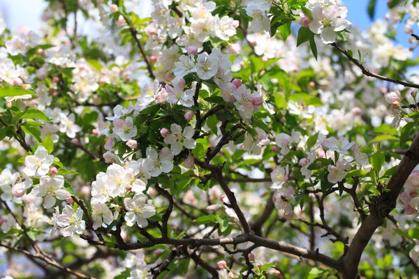 Stock image Blooming apple tree in the spring garden. Natural flowering background. Close up of white flowers on a tree