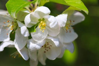 Bahar bahçesinde çiçek açan elma ağacı. Doğal çiçekli arka plan. Ağaçtaki beyaz çiçeklere yaklaş