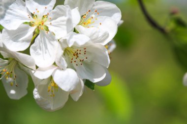 Bahar bahçesinde çiçek açan elma ağacı. Doğal çiçekli arka plan. Ağaçtaki beyaz çiçeklere yaklaş