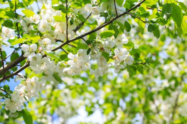 Bahar bahçesinde çiçek açan elma ağacı. Doğal çiçekli arka plan. Ağaçtaki beyaz çiçeklere yaklaş