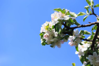 Bahar bahçesinde çiçek açan elma ağacı. Doğal çiçekli arka plan. Ağaçtaki beyaz çiçeklere yaklaş